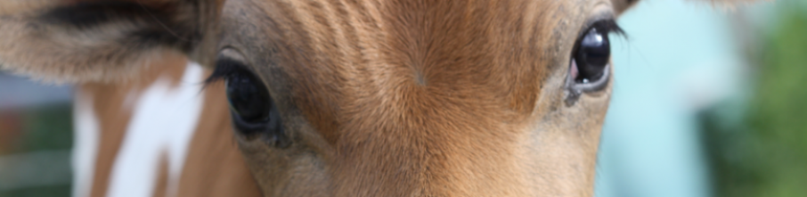 Jersey Kalb 906x220